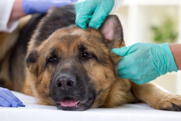 Pet First Aid and Disaster Response Course Pet First Aid and Disaster Response Course